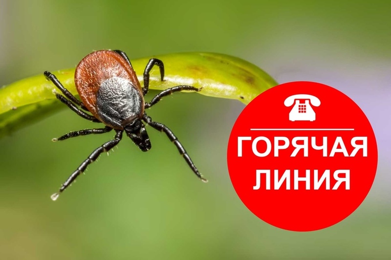 Роспотребнадзор запускает Всероссийскую горячую линию по профилактике клещевого энцефалита и других инфекций, передающихся клещами.